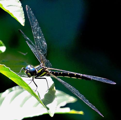 Synthemis fenella